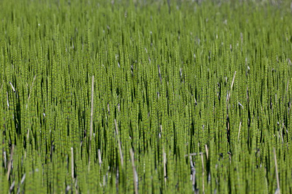 35 тростинок