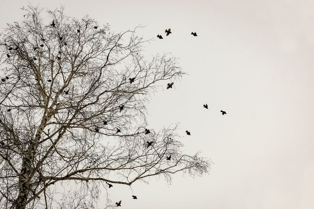 Свиристели