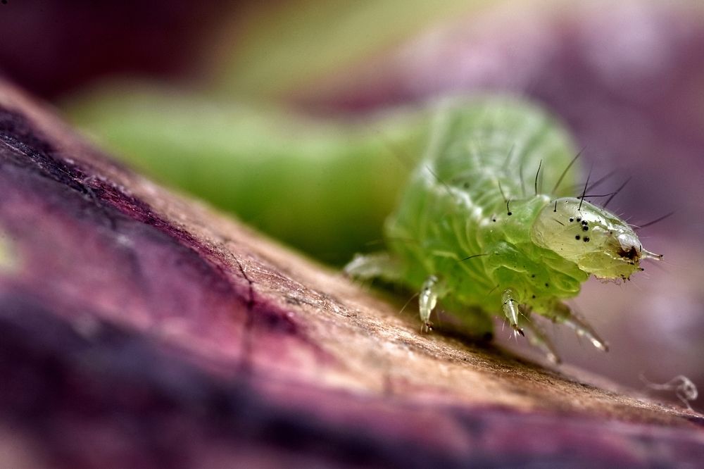 Photograph by Sleiby Hussam