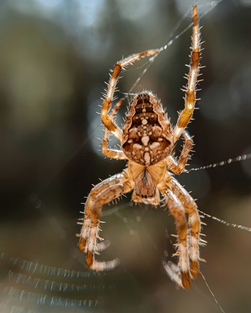 Photograph by Сергей Колос