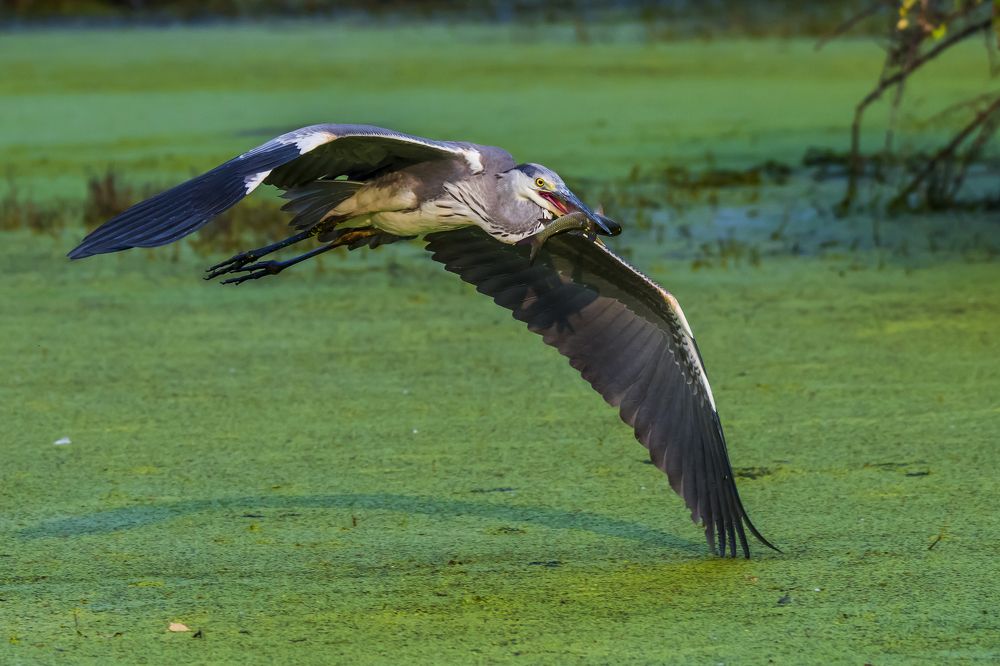 Photograph by SOMDIPTYA CHAKRABORTY