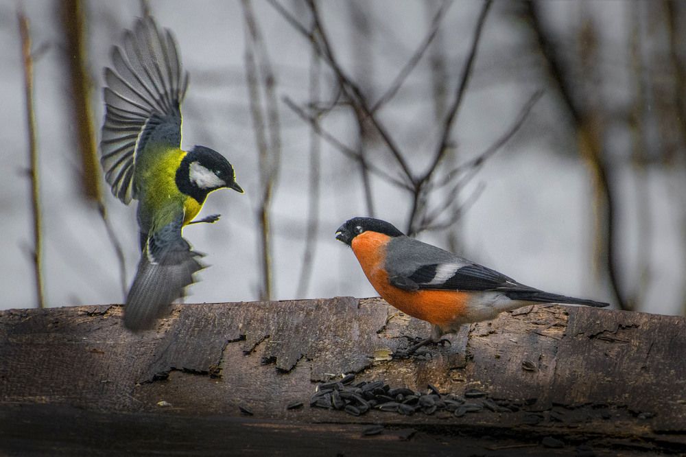 Photograph by Игорь Смирнов