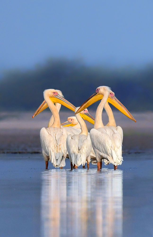 Photograph by Bibhas Deb