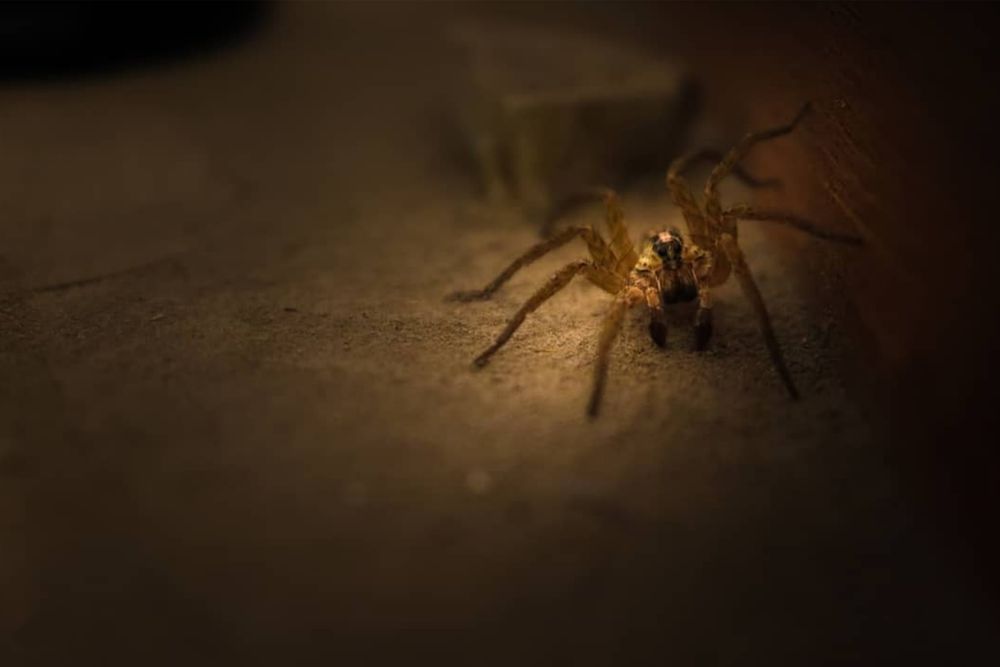 Photograph by Gonzalo Jorge Eduardo MARÓN