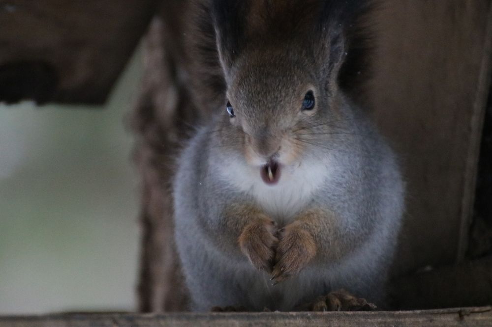 Как выжить?