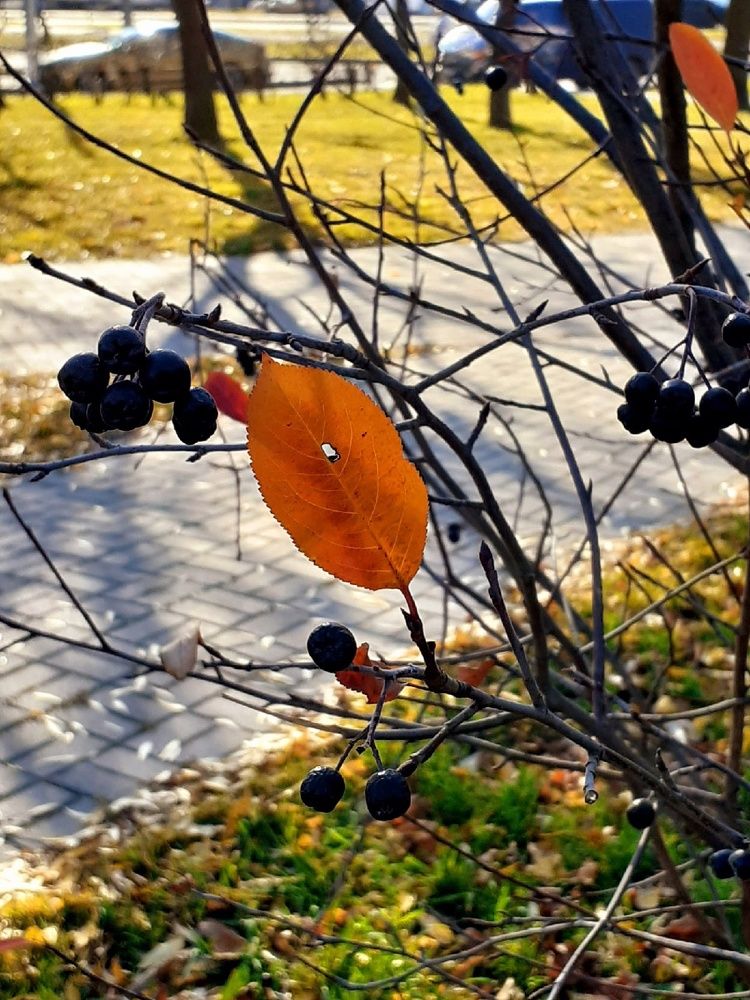 Photograph by Евгения Ульянова