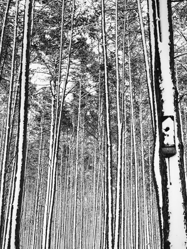 Photograph by Мирослава