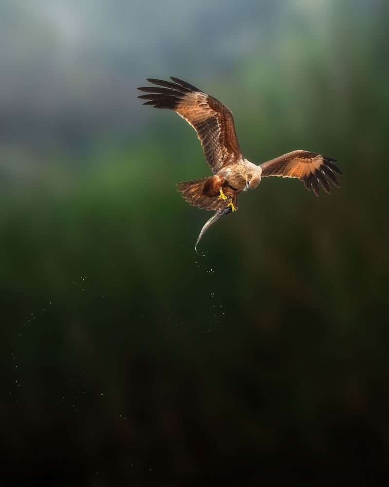 Brahminy Kite with catch