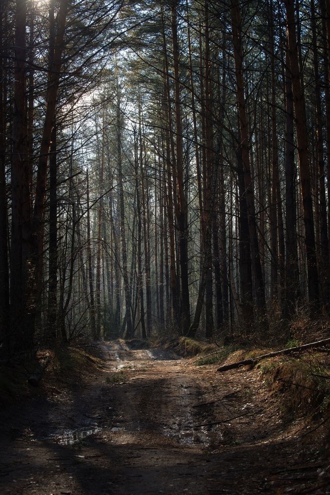 Утро в лесу