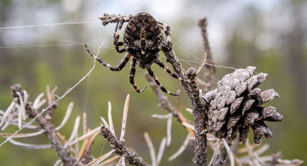 Photograph by Герман