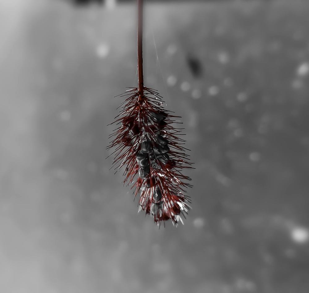 Фотография автора Карина Гурова