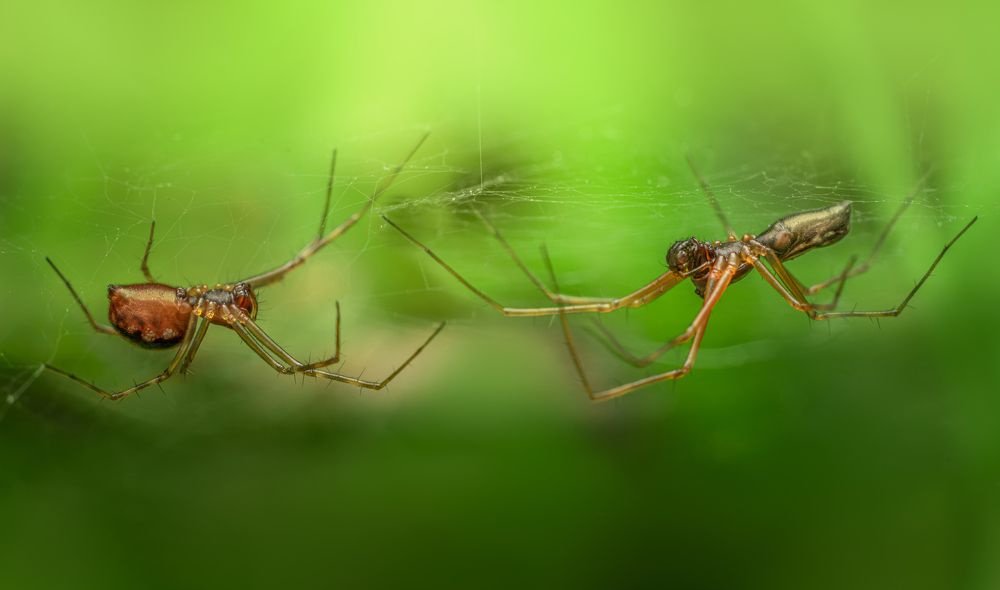 Neriene peltata couple.