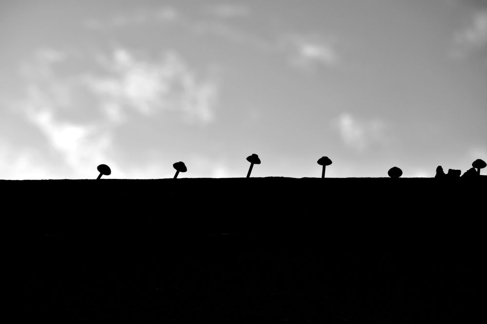 Бунт гвоздей на заборе / Riot of nails on the fence