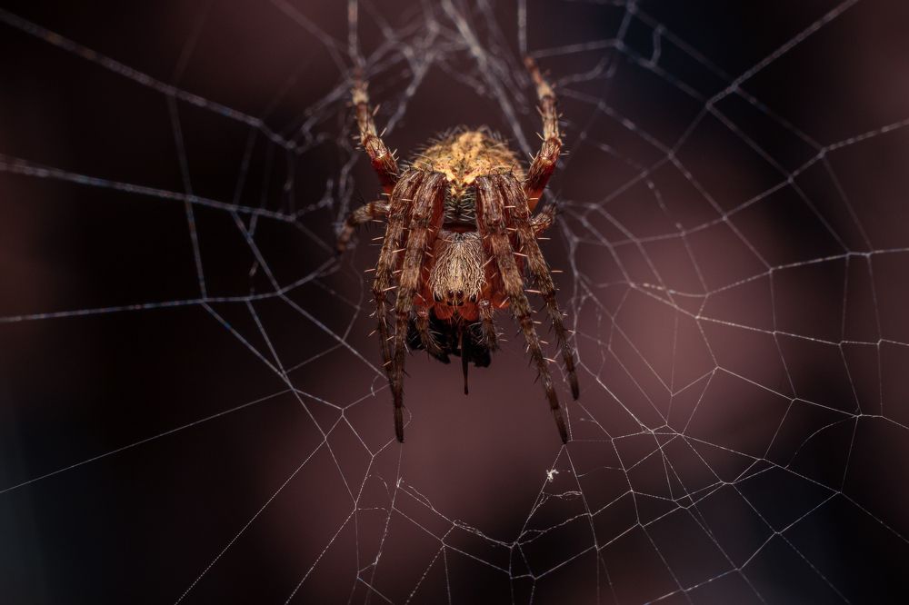 Spider feeding on the web