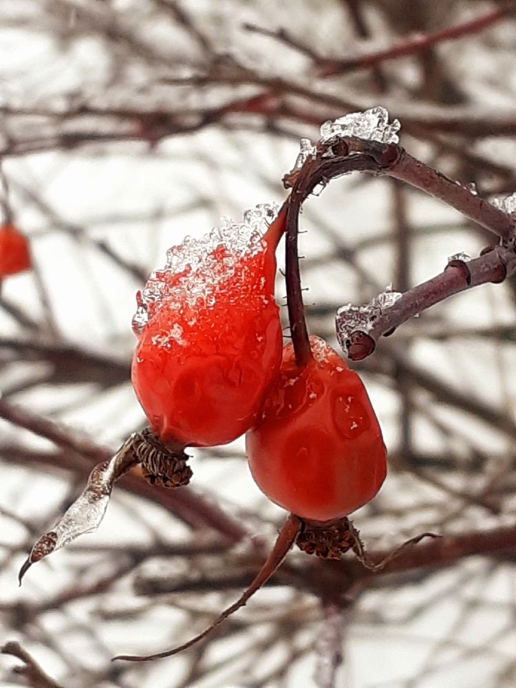 Photograph by Евгения Ульянова