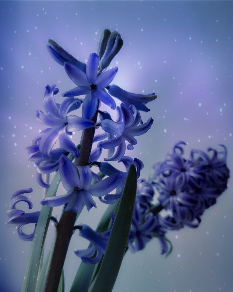 Photograph by Ольга