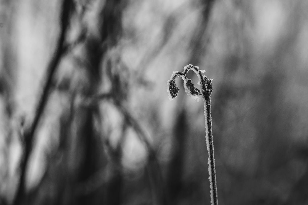 Photograph by Olga Nebelskaya