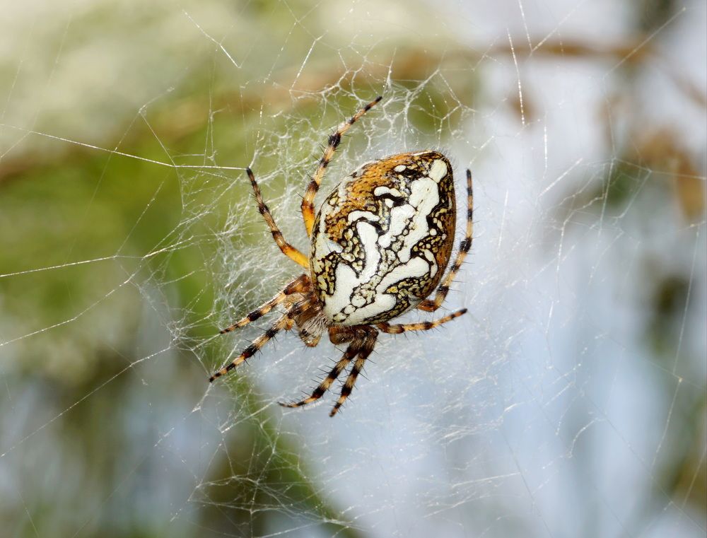 Photograph by Ави Христова