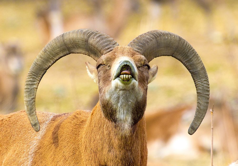 Powerful wild ram...