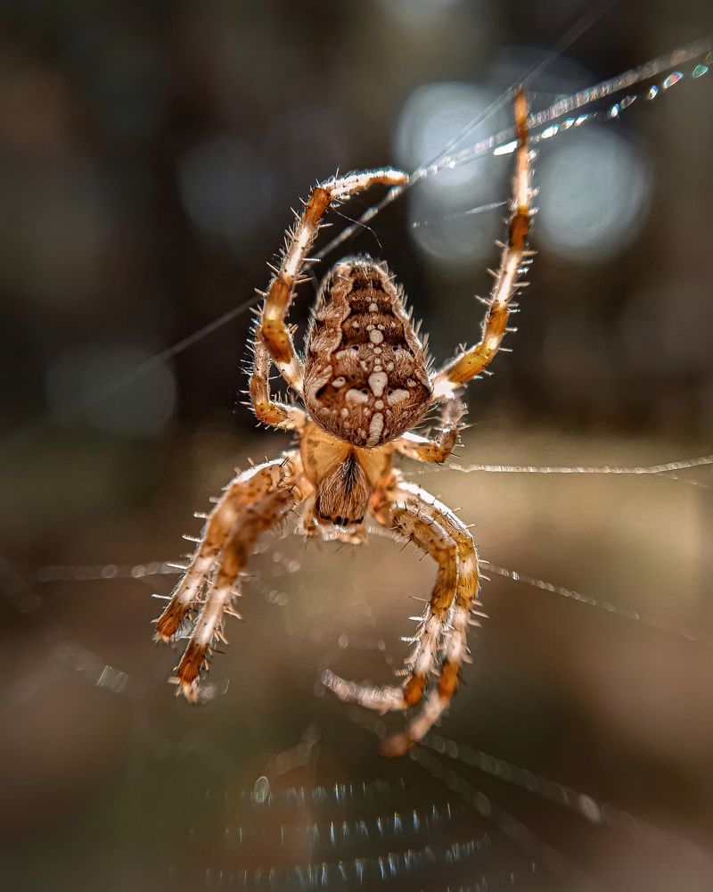 Photograph by Сергей Колос