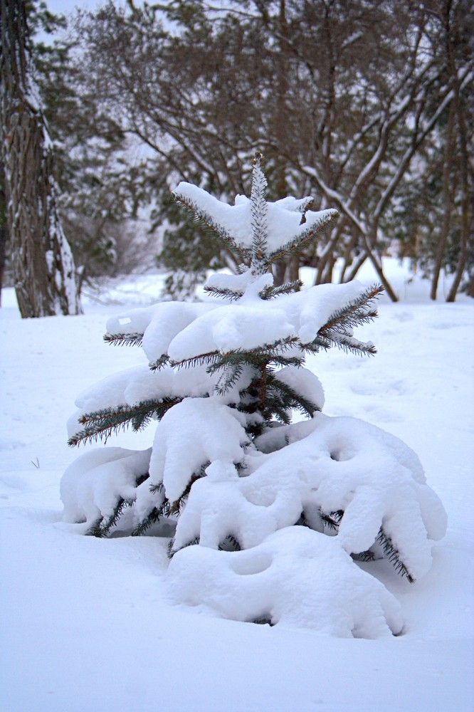 Photograph by Maks315519