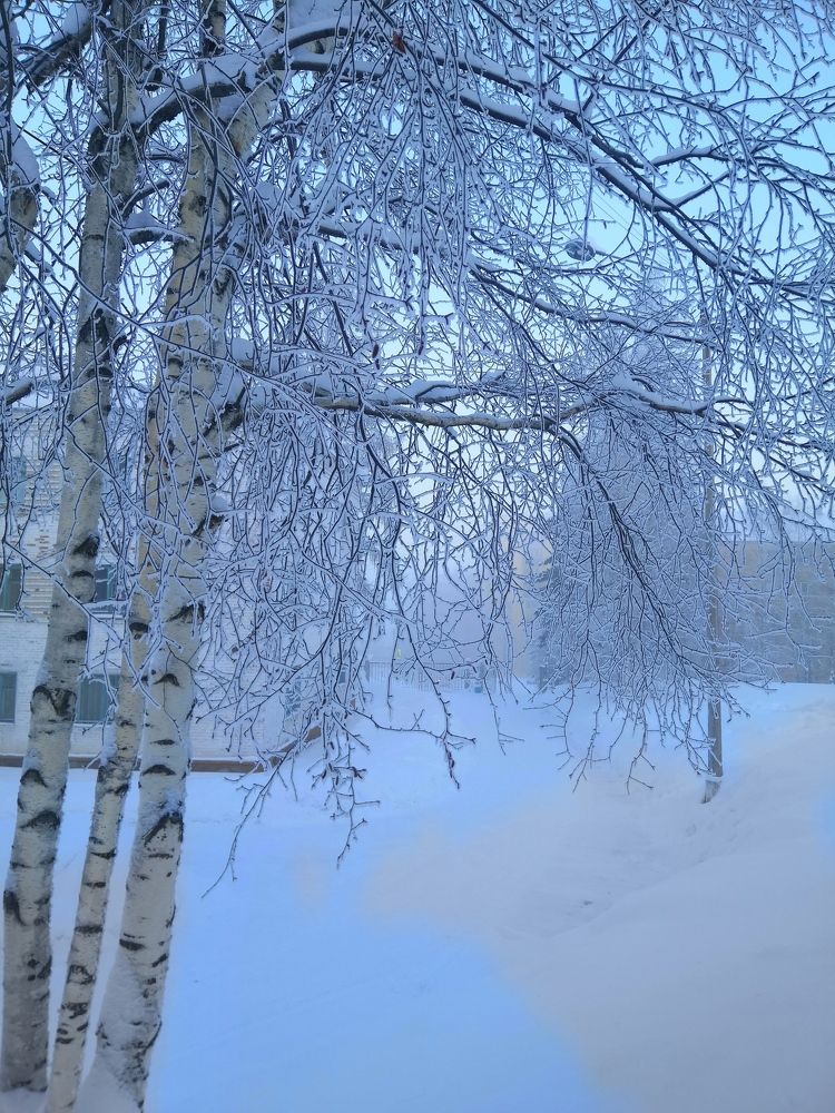 Белая берёза.