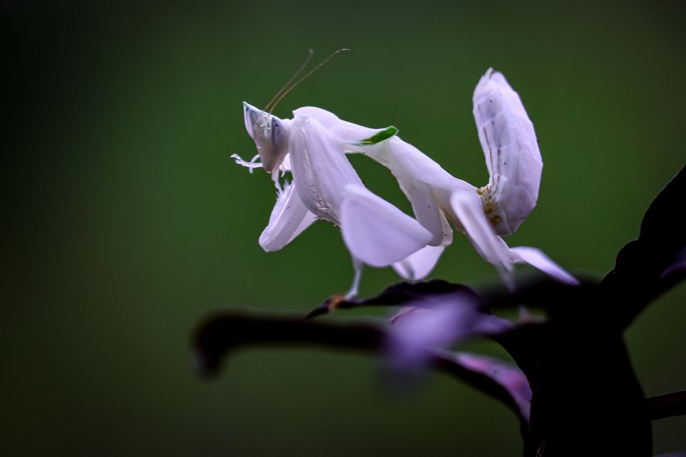 Photograph by sepni juhansah