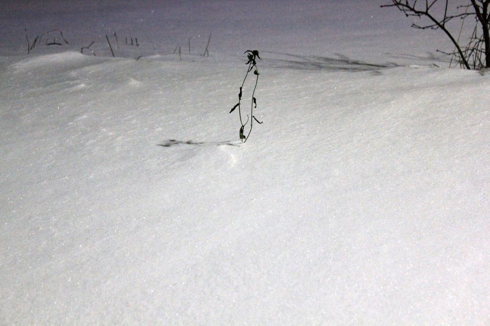 Photograph by Olga Bagaeva