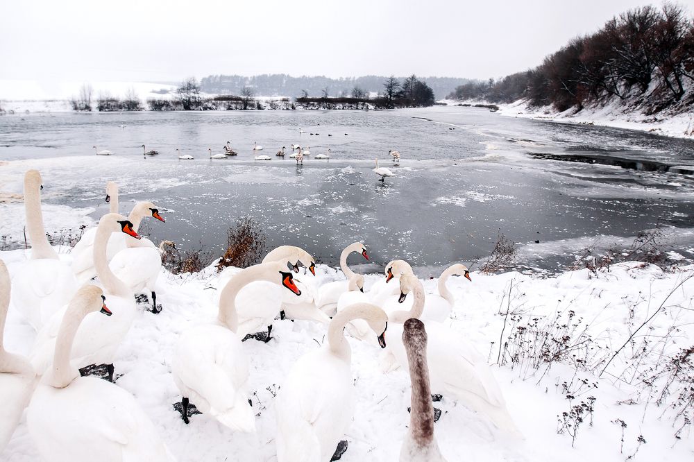 Photograph by Алина Кушнирук