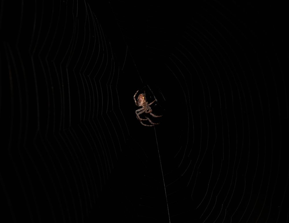 Фотография автора Святослав Романяк