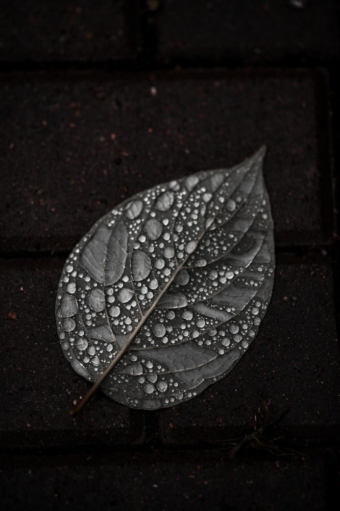 Photograph by Angelina Bukina