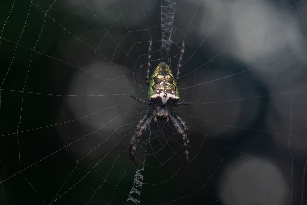 Photograph by Osanda Dissanayake