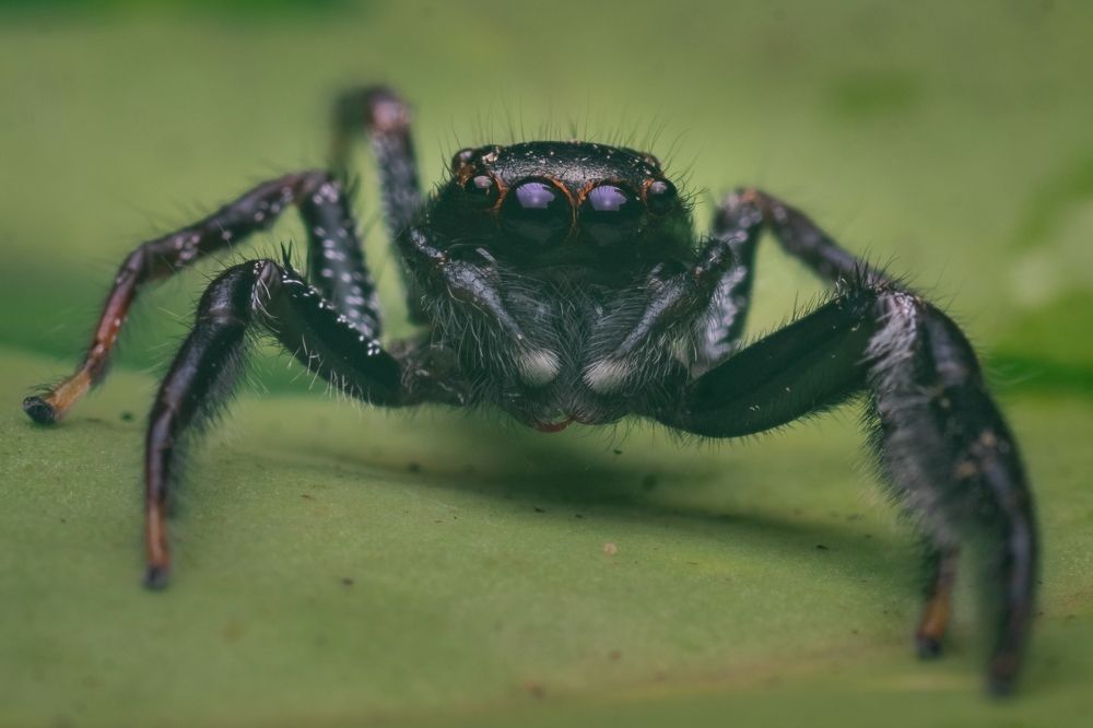Photograph by Osanda Dissanayake