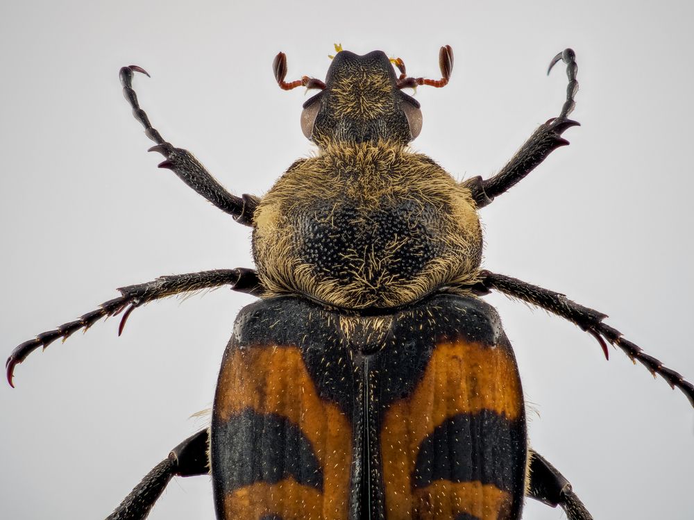 Photograph by Photons Reflectitur