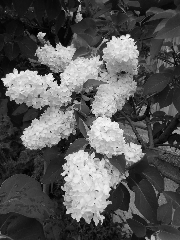 Photograph by Лилия Потравнова