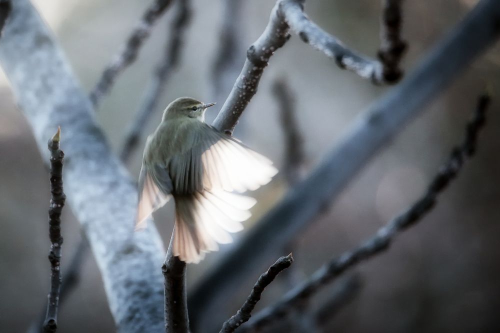 Natural transparencies