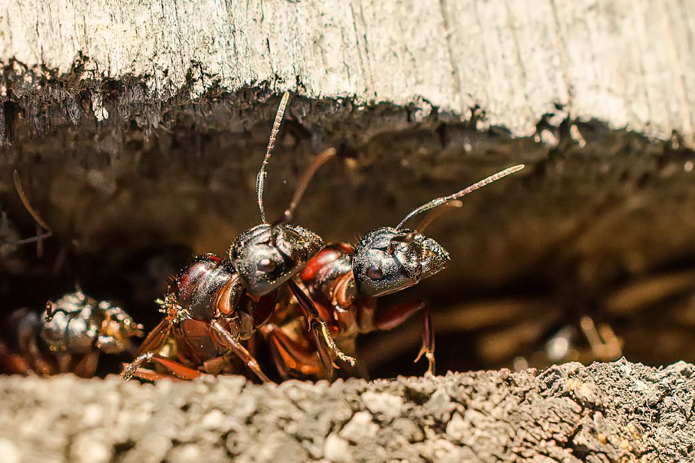 Photograph by Сергей Немчинов