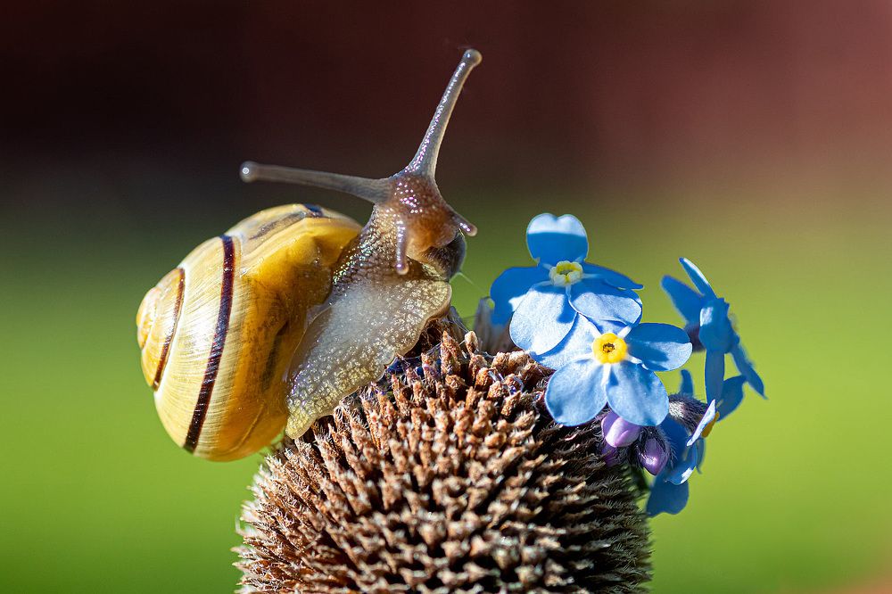 Улитки и цветы