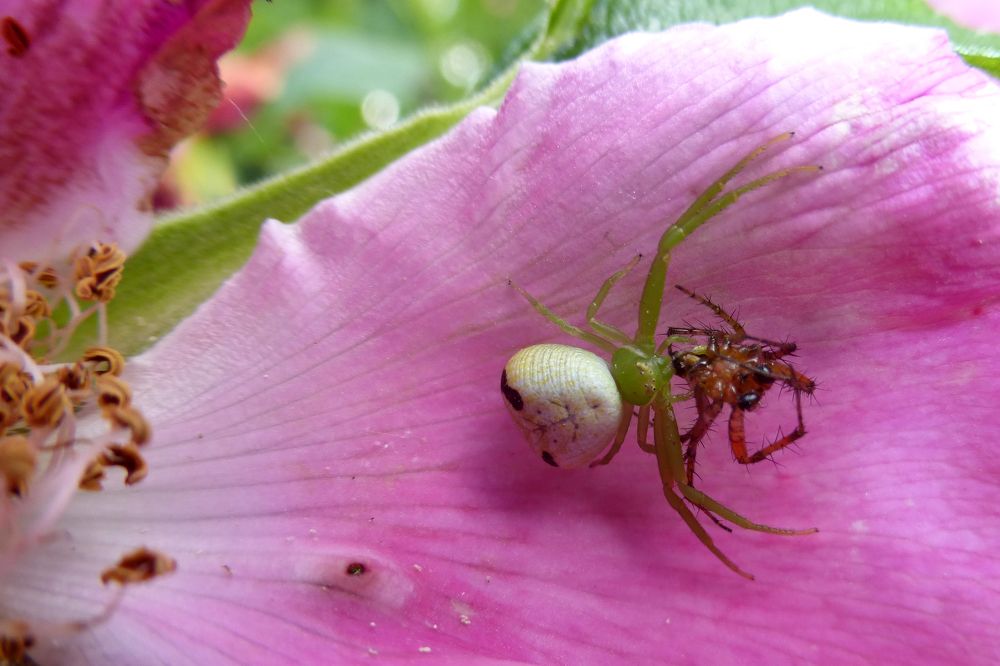 Photograph by Майя Синичкина