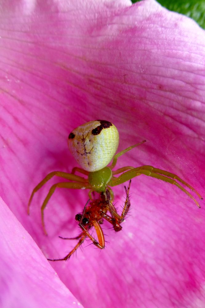 Photograph by Майя Синичкина