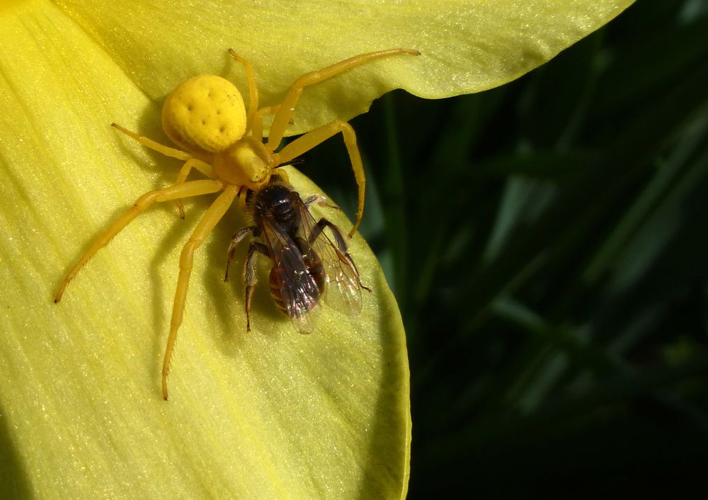 Photograph by Майя Синичкина