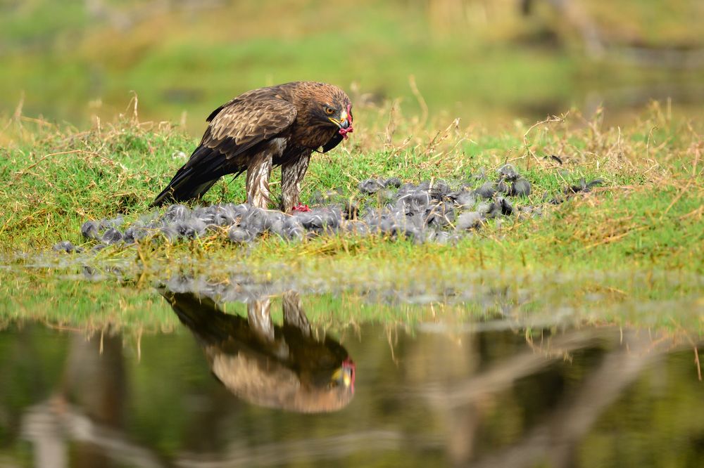 Booted Eagle Feasting