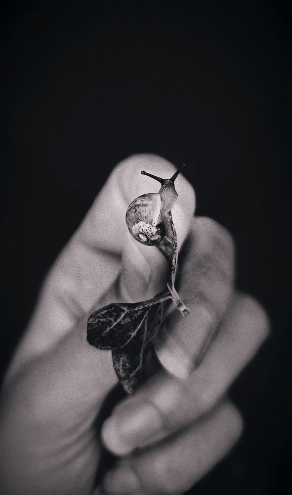 Photograph by Victoriia