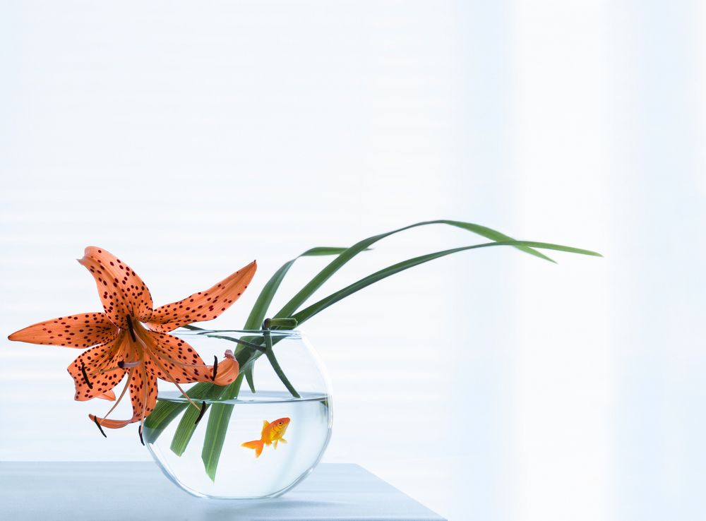 Photograph by Вера Лопатина