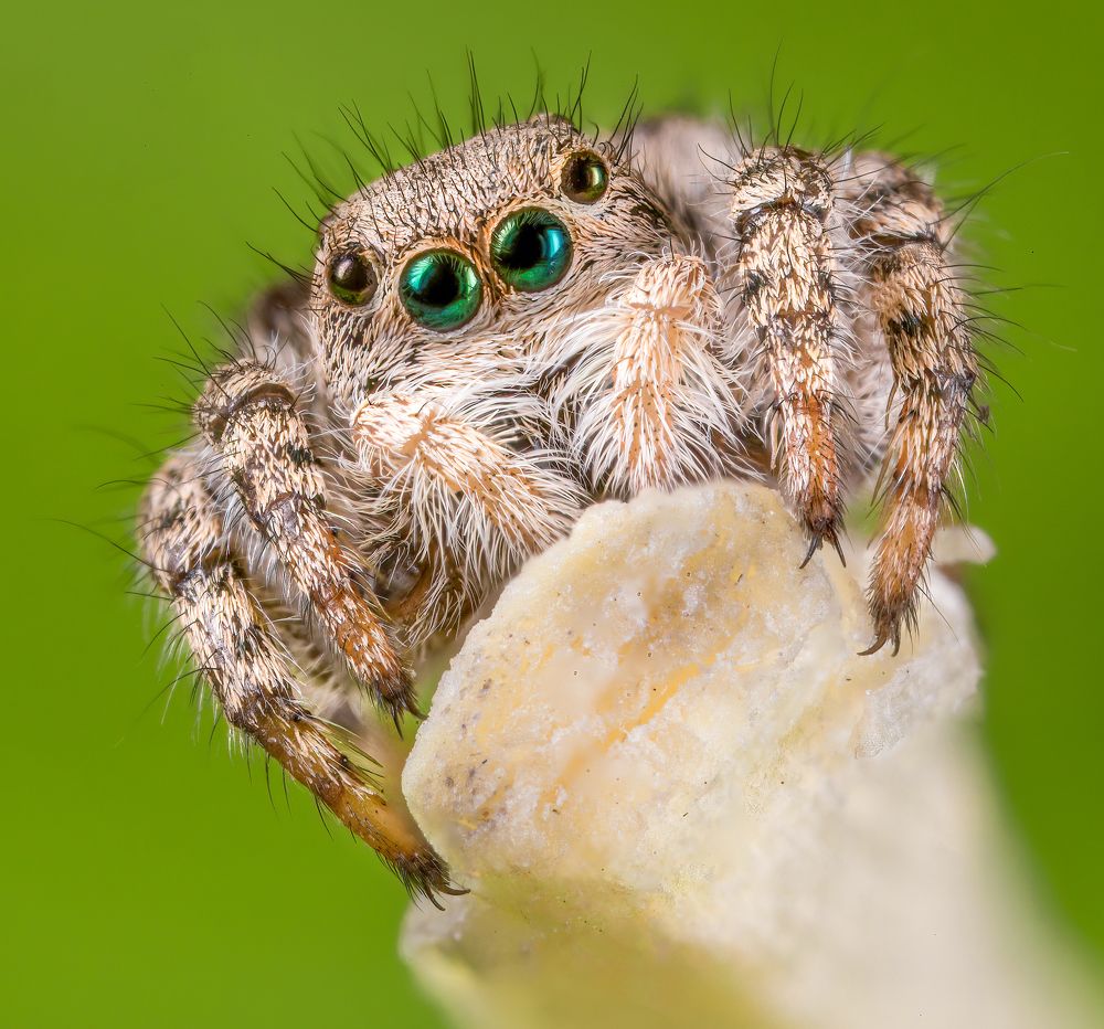 Cute Jumping Spider