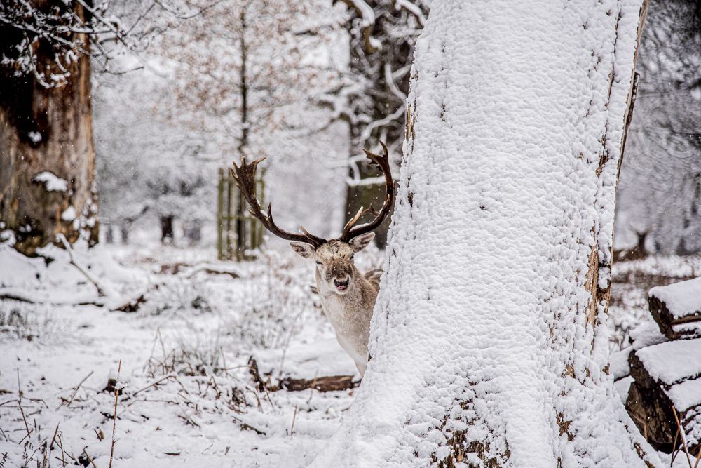 Photograph by Giacomo Giannelli