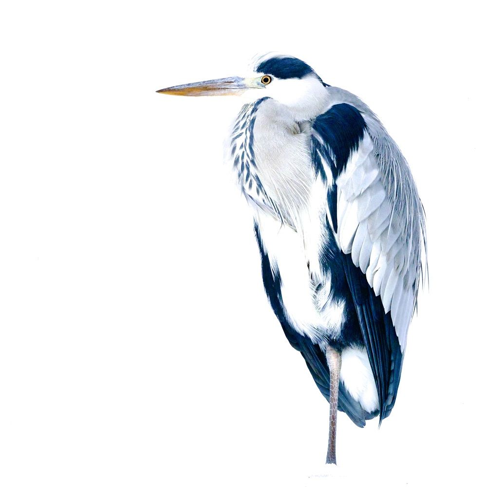 Photograph by Jarl Strömbom