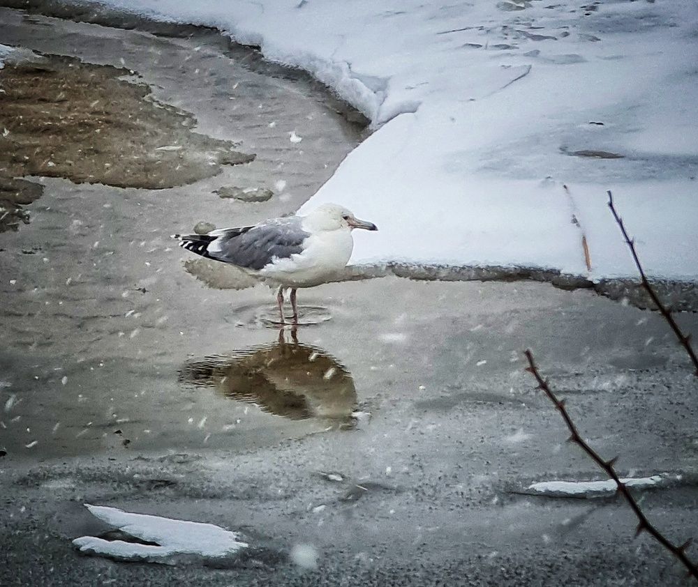 Фотография автора Igor Dyomin