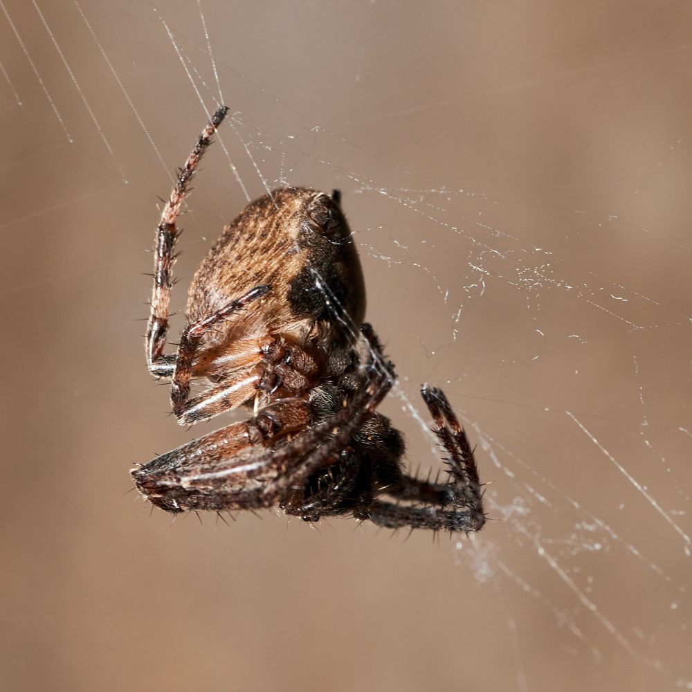 Фотография автора Святослав Романяк
