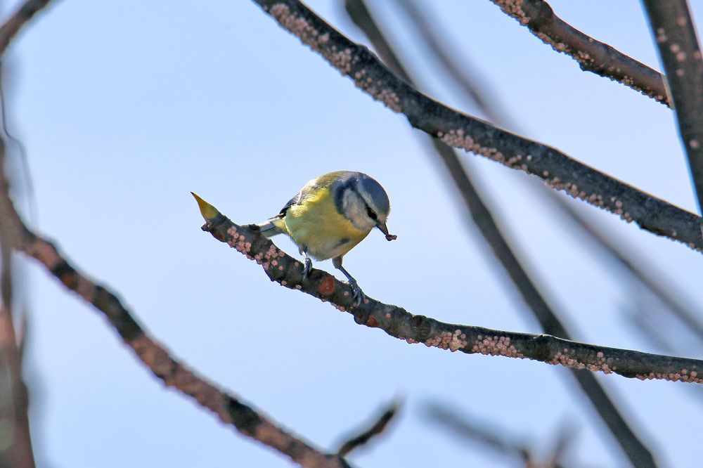 Mediterranean birds